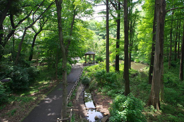観光情報：林試の森公園1