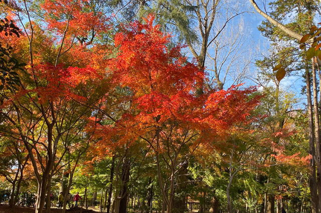 観光情報：林試の森公園2