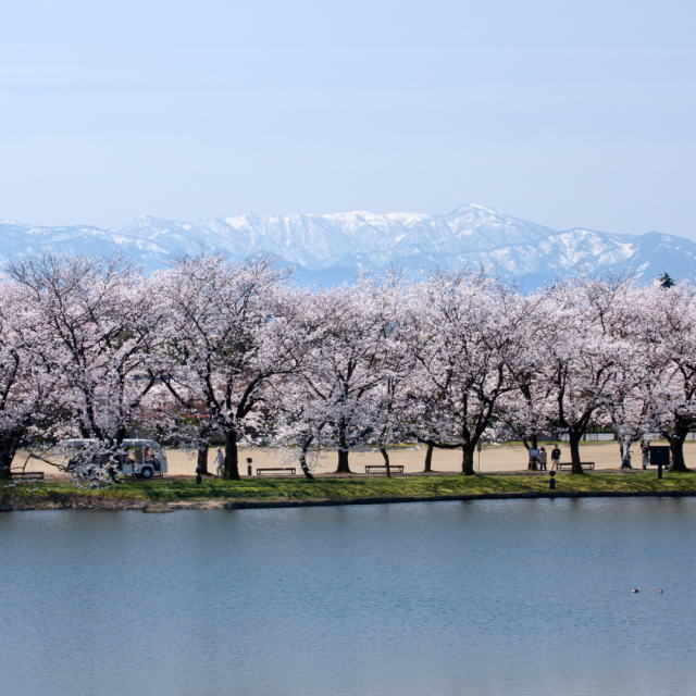 観光情報：中央植物園の桜1