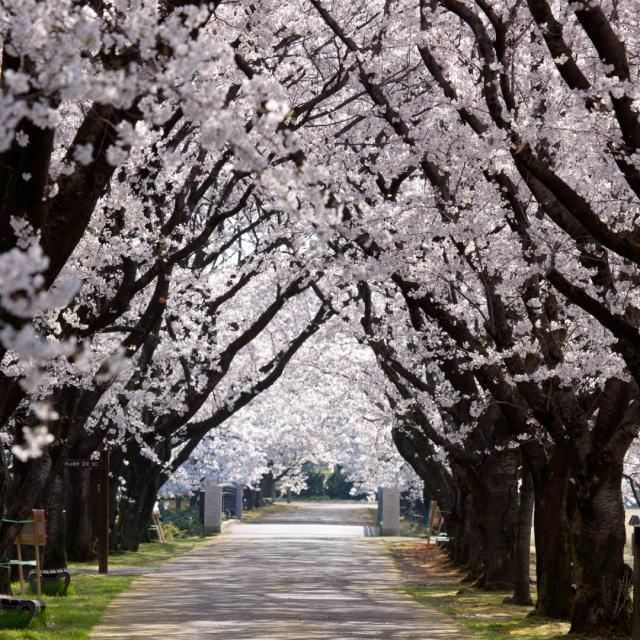 観光情報：中央植物園の桜2