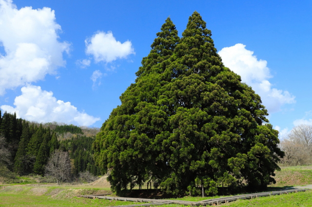 観光情報：小杉の大杉｜トトロの木