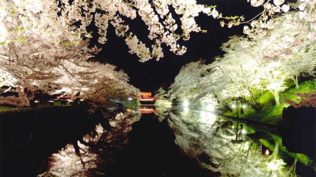 観光情報：松が岬公園の桜