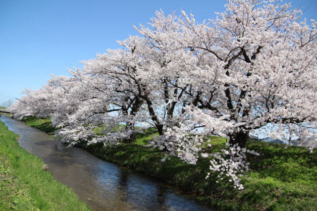 観光情報：馬渡の桜並木