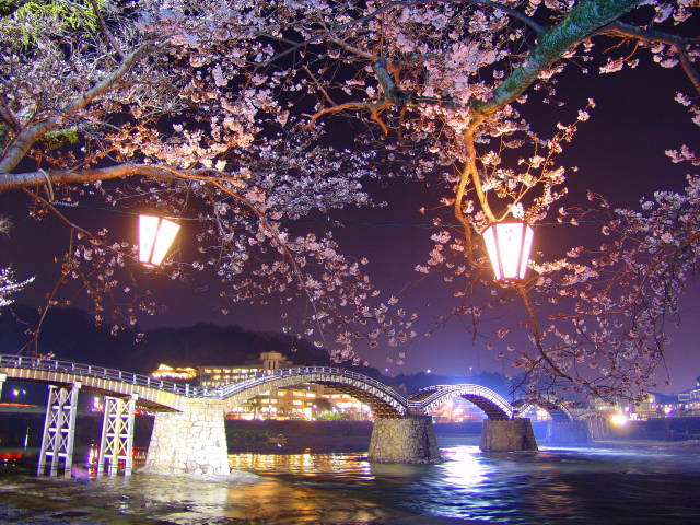 観光情報：錦帯橋の桜