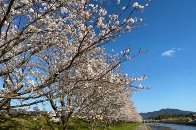 観光情報：田布施川の桜並木1