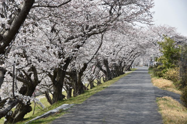 観光情報：田布施川の桜並木2
