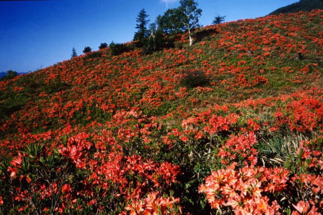 観光情報：甘利山2